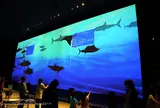 Ｏｒｂｉ・Ｙｏｋｏｈａｍａ