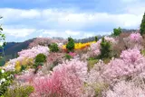 花見山
