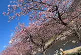 河津桜観光交流館