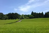 ちゃの生