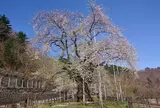 荘川桜