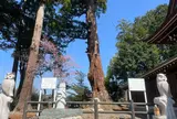 安良川の爺杉