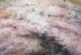 金剛桜