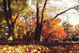 ぼうさいの丘公園