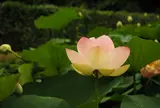 二宮せせらぎ公園