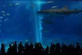 沖縄美ら海水族館