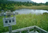 睡蓮沼