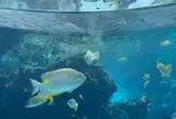 沖縄美ら海水族館