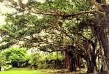 緑ケ丘公園