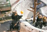 のぼりべつクマ牧場