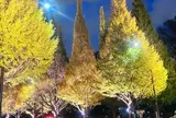 明治神宮外苑いちょう並木