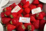 藤代いちご園 直売所