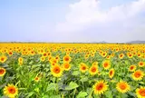 笠岡ベイファーム