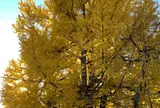 熊野神社の大イチョウ