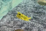 神戸市立須磨海浜水族園