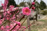 広田梅林ふれあい公園