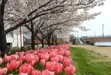 信濃川やすらぎ堤緑地