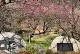 熱海梅園
