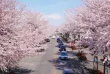 桜並木