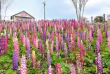 鹿沼市花木センター