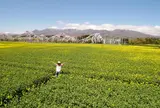 那須ハートフルファーム お花畑