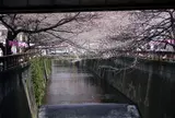 目黒川の桜並木