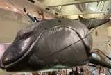 太地町立くじらの博物館