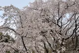 六義園