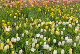 北川村「モネの庭」マルモッタン