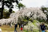 近衛邸跡の枝垂れ桜(京都御苑内)