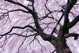 広布山  本満寺