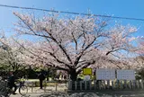 桜井公園
