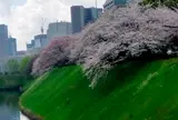 千鳥ヶ淵