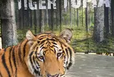 Tiger Topia Sriracha Zoo ไทเกอร์โทเปีย
