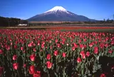 山中湖花の都公園
