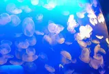 新江ノ島水族館