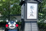 熊本城桜の小路