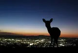 若草山