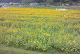 南光ひまわり畑　兵庫