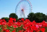 国営ひたち海浜公園
