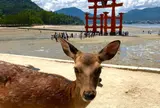 厳島神社