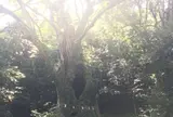 武雄の大楠