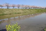 おの桜づつみ回廊