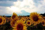 山中湖花の都公園