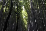 竹林の小径