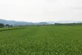 トロッコ 亀岡駅周辺