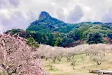 御船が丘梅林