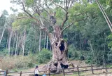 武雄の大楠