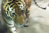大阪市立天王寺動物園