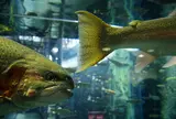 山梨県立 富士湧水の里 水族館（森の水族館）